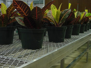 The expanded metal bench support many potted flowers in the greenhouse.